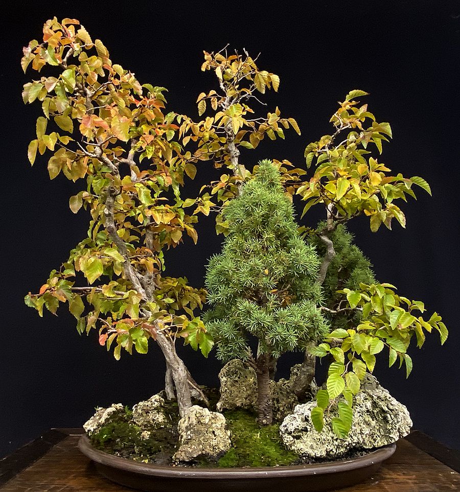 Beautiful museum quality bonsai trees for sale!